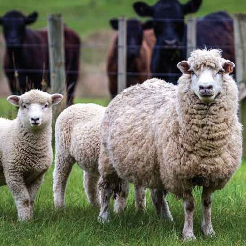 Preserving Livestock Genetic Diversity